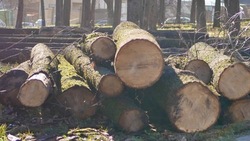 Житель Предгорного округа вырубил деревья, нанеся ущерб в 160 тыс. рублей 